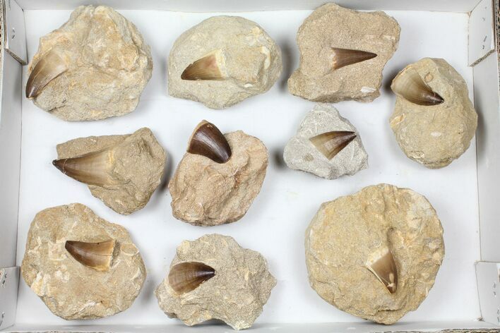 Lot: Fossil Mosasaur Teeth In Rock - Pieces #98297